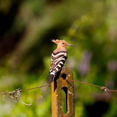 Hoopoe is a common summer visitor in Italy